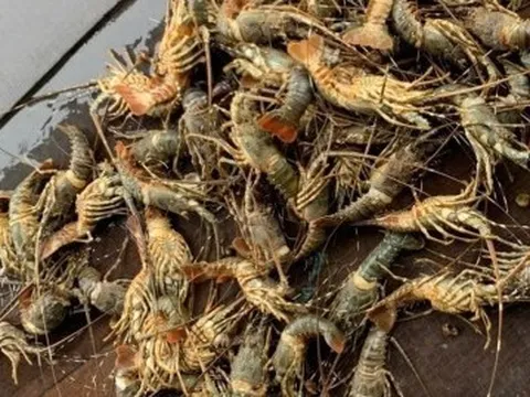 Lũ lớn khiến tôm hùm chết hàng loạt, giá bán chỉ còn 200.000 đồng/kg