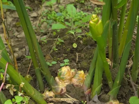 "Mỏ vàng" dưới lòng đất ở vùng cực Bắc Tổ quốc giúp nông dân có trong tay hàng trăm triệu/vụ