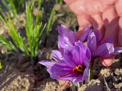 Loại hoa "quý tộc" trước kia giờ thành đặc sản giá tới 450 triệu đồng/kg, Việt Nam cũng đã trồng thành công