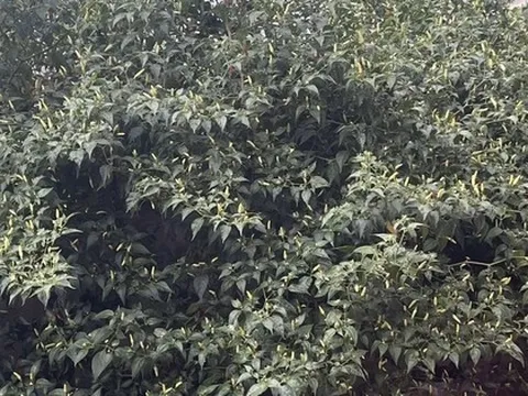 Cây ớt “cổ thụ” khiến 3 triệu người tò mò, nguồn gốc còn lạ hơn