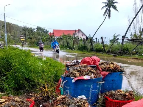 Tôm hùm chết sạch, chất đống bốc mùi hôi thối sau lũ