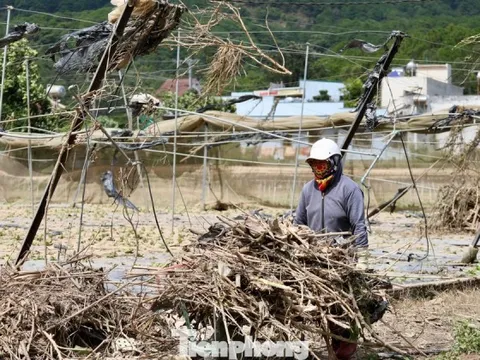 Tan hoang thủ phủ rau Lâm Đồng