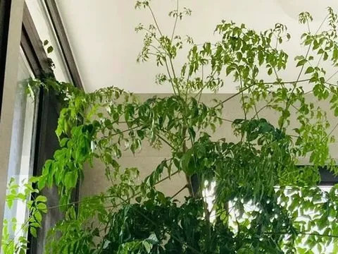 4 cây càng trồng càng rước họa, nhiều nhà vô tình phạm mà không biết