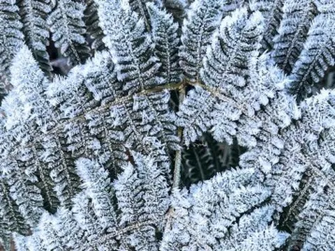 Y Tý xuất hiện băng giá, những tán cây rừng đẹp kỳ ảo