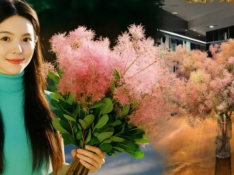 "Lạc lối" trước bình hoa khói tím: Loài cây nhìn như mây bông đang gây sốt góc nhà chị em