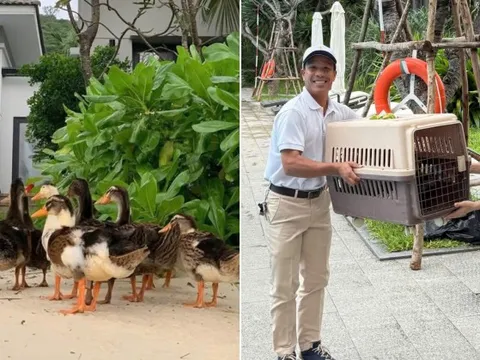 Fanpage của Vinpearl Nha Trang thông báo về tình trạng của đàn vịt "tài phiệt" trước bão số 15 Koto