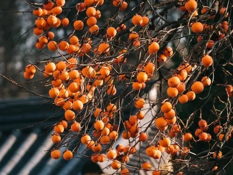 Không phải mê tín: Trồng đúng loài cây mà nhà giàu thích mê, vừa may mắn tài lộc, vừa tốt sức khỏe cả nhà