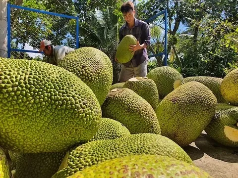 Mít tươi Việt có 'visa' xuất khẩu Trung Quốc: Cơ hội ra sao?