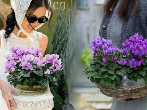 Hoa anh thảo đang hot, vừa dễ trồng lại giúp nhà thêm phúc khí, hoa nở từ Noel đến sau Tết, chị em tha hồ mà chơi