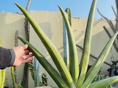 6 cây NASA khuyên trồng trong phòng khách