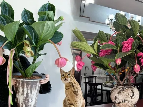 Giới chơi cây đang mê tít hoa bảo liên đăng: Loài hoa hồng rủ như đèn chùm, giúp phòng khách sang như resort