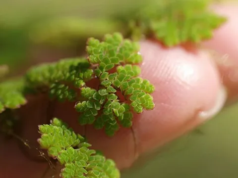Vị giáo sư 'biến' lân thành đạm từ bèo, lai tạo hàng loạt giống lúa cứu mùa màng Việt Nam