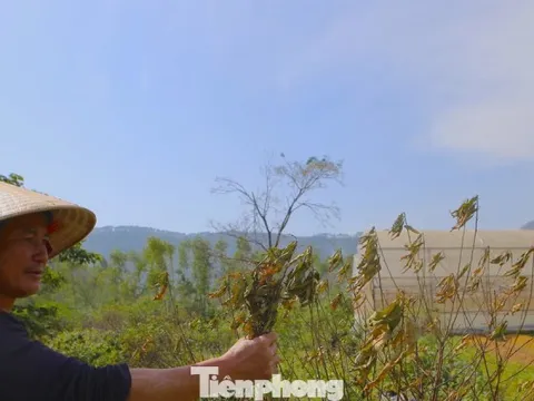 Đào chết khô sau mưa bão, nông dân thất thần lo mất vụ Tết