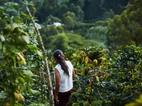 'Vàng nâu' bùng nổ tại một quốc gia chủ chốt BRICS, sản lượng tăng hơn 81% đe dọa vị trí 'ông trùm' số 1 thế giới của Việt Nam