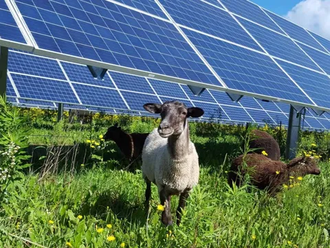 Trang trại điện mặt trời 100 MW và 600 chú cừu: Sự kết hợp bất ngờ