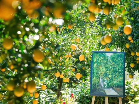 Vườn cam như trong phim hút khách du lịch Mộc Châu