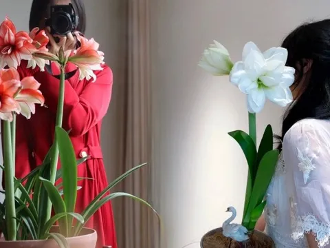 Nhiều chị em đang mê đắm loài hoa này: Cắm bình cũng đẹp, để cả chậu cũng sang, Tết nhìn là thấy giàu