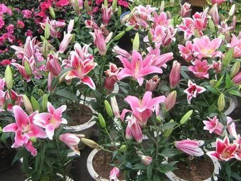 Người xưa dặn: 4 loại hoa chỉ nên để ngoài hiên – mang vào phòng khách là “tán khí, thất lộc”, tài vận xuống dốc lúc nào không hay