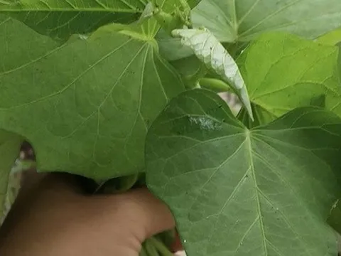 Xuất khẩu lá lạ, bất ngờ thu về 10 triệu USD