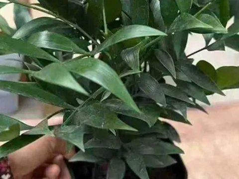 Không phải kim tiền, đây mới là 4 loại cây mà người giàu thích đặt ngay trong phòng khách: Vừa đẹp sang, vừa may mắn