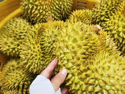 Bộ Nông nghiệp và Môi trường nói gì về vụ án liên quan xuất khẩu sầu riêng?