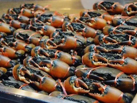 Kho báu dưới nước của Việt Nam 'bơi' sang Mỹ, Nhật Bản siêu đắt hàng: xuất khẩu tăng khủng hơn 600%, chất lượng vượt trội hàng đầu thế giới