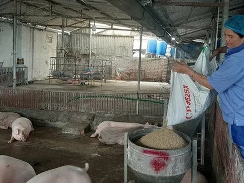 Giá heo hơi nóng trở lại trước Tết