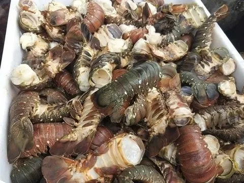 Tôm hùm chết hàng loạt trong mưa lũ, người nuôi “ôm đầu”!