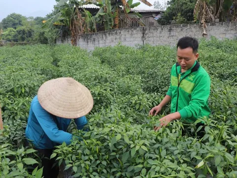 Loại quả tăng giá kỷ lục, nông dân Tuyên Quang thu gần tỷ đồng/vụ