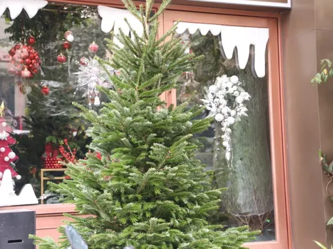 Đại gia Hà Nội chi hơn 100 triệu đồng mua thông tươi nhập khẩu đón Giáng sinh