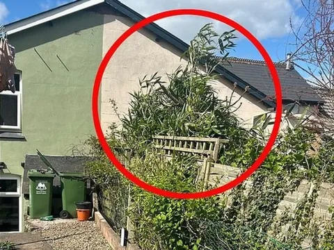 6 loại cây không nên trồng cạnh nhà vì rất nguy hiểm, có loại khiến gia chủ mất nhà như chơi