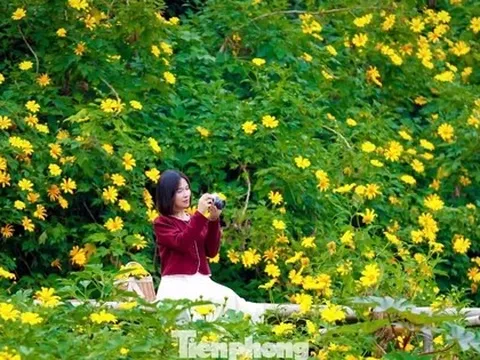 Hoa dã quỳ rực rỡ như Tây Nguyên giữa lòng Hà Nội