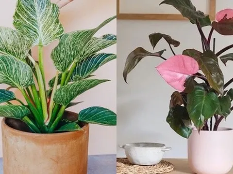 Ông bà dặn: 5 loại cây đặt đúng vị trí là thành “máy hút tài lộc” cho gia đình