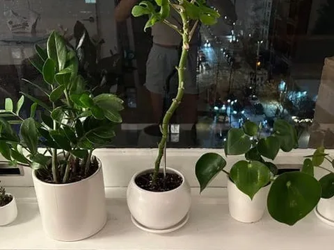 5 vị trí KHÔNG NÊN trồng cây trong nhà kẻo xui xẻo tìm đến, rước họa vào thân