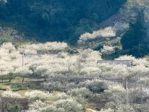 Việt Nam có 1 nơi được Giải thưởng Du lịch Thế giới gọi tên tới 3 lần: Đang mùa hoa mận phủ trắng đồi, “viên ngọc quý” giữa lòng Tây Bắc