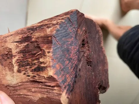 Thương lái ồ ạt thu mua gỗ mán đỉa giá 3 triệu/kg: Kiểm lâm Quảng Trị vào cuộc