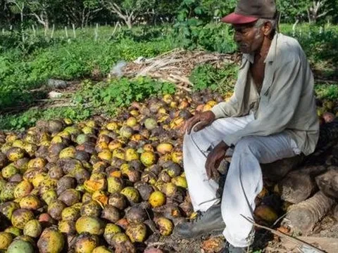 Một loại 'vàng xanh trên cây' của Cuba gặp khó: Bất ngờ thối rữa tại vườn không thể thu hoạch, thị trường sốt giá lên mức xa xỉ