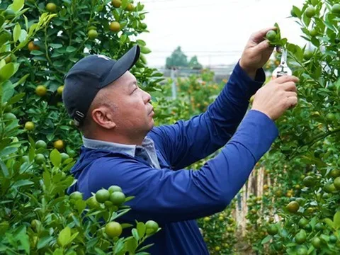 Đào, quất Tết 2026: Chưa có khách mua, nông dân Hà Nội đã dự đoán lợi nhuận sẽ giảm 15% bởi một lý do