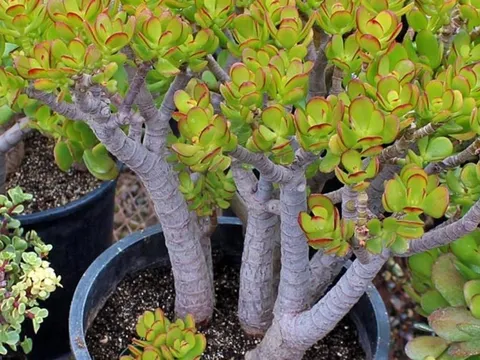 Không phải phát tài, kim tiền, người Trung Quốc coi đây mới là cây phú quý: Nhiều người Việt chưa biết