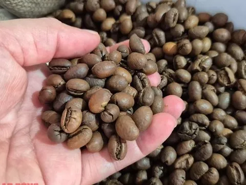 Giá cà phê hôm nay 21-12: Về lại mốc 90.000 đồng/kg