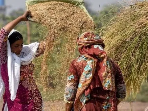 Loạt quốc gia ngừng nhập khẩu, gạo Thái Lan bất ngờ đón tin vui: Một cá mập vừa mua nửa triệu tấn gạo, giá lên tăng cao nhất hơn 7 tháng