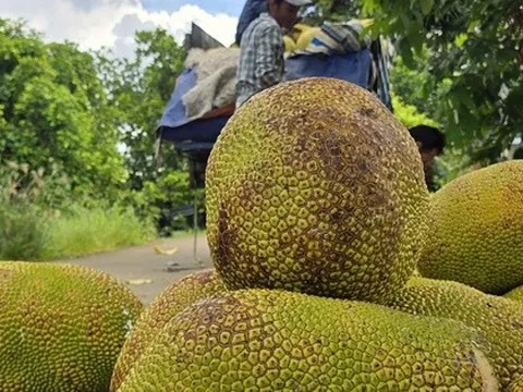 Thêm một loại trái cây phổ biến của Việt Nam được xuất khẩu chính ngạch sang Trung Quốc