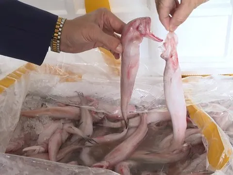 Mua cá khoai chứa formol từ Trung Quốc 37.000 đồng, chở về biển Sầm Sơn bán 130.000 đồng/kg