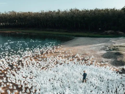 Đẹp ngỡ ngàng 'lốc xoáy' vịt trắng muốt ở Tây Ninh