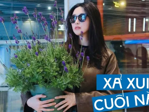 Loài hoa đáng trồng nhất ban công dịp cuối năm: Vừa thơm phòng, ngủ ngon lại âm thầm hút vận may, xả xui cực tốt