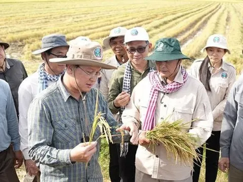 Không phải ST25, một giống lúa nhận danh hiệu ngon nhất thế giới 7 lần liên tiếp, chủ sở hữu là láng giềng của Việt Nam