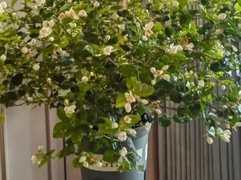 Loại cây hàng đầu được NASA khuyên trồng trong nhà, đặc biệt là phòng ngủ