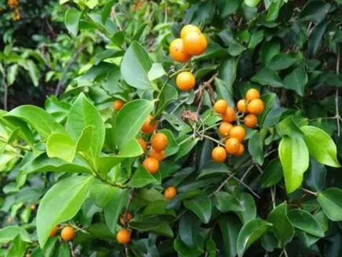 5 loại cây không nên trồng ở trước cửa nhà, gia chủ cố tình trồng thì hậu quả khôn lường