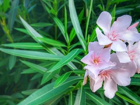 5 loại cây không nên trồng trong nhà: Mang vận rủi, thậm chí gây nguy hiểm cho sức khỏe