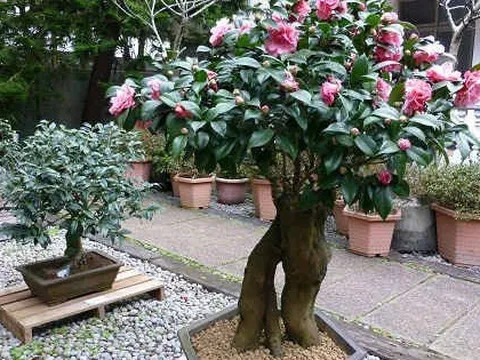 Loài cây quý như vàng, hoa nở đẹp chấn động thị giác: Nhà giàu mê vì giúp tụ lộc, giữ vượng khí